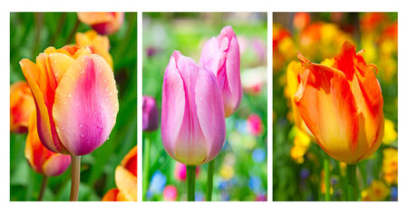Fresh blooming tulips in the spring gardenの写真素材