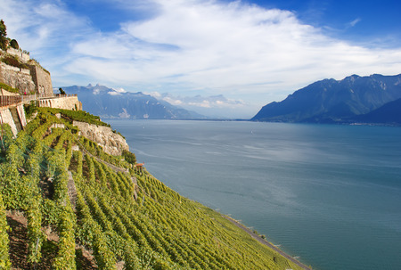 Vineyards of the Lavaux region over lake Leman (lake of Geneva)の写真素材