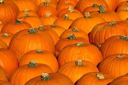 Colorful pumpkins collection on the autumn market