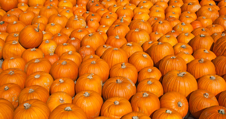 Colorful pumpkins collection on the autumn market