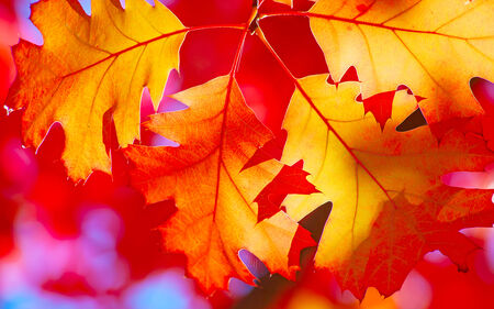 Colorful oak leaf in the autumnの写真素材