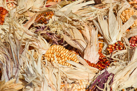 Decorative corn on the autumn marketの写真素材