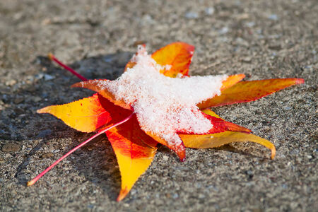 Colorful oak leaf in the autumnの写真素材