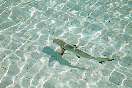 Blacktip reef shark (Carcharhinus melanopterus) in the shallow waterの写真素材