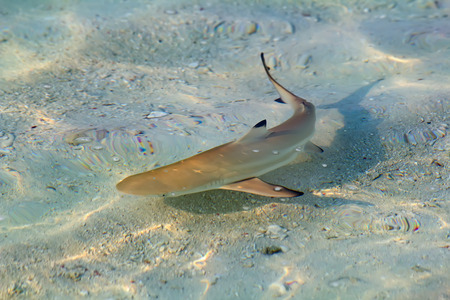 Blacktip reef shark (Carcharhinus melanopterus) in the shallow waterの写真素材
