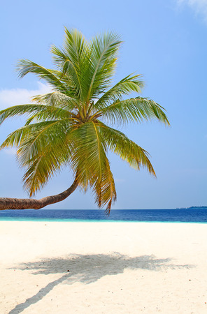 Maldivian island. Paradise in tropics.の写真素材