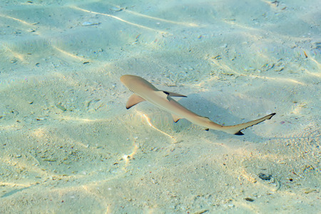 Blacktip reef shark (Carcharhinus melanopterus) in the shallow waterの写真素材