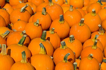 Colorful pumpkins collection on the autumn market