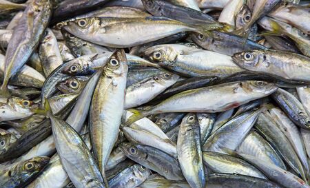 Fresh fish on the market