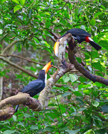 Colorful toco tucans in the aviary