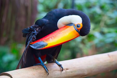 Colorful tucan in the aviary