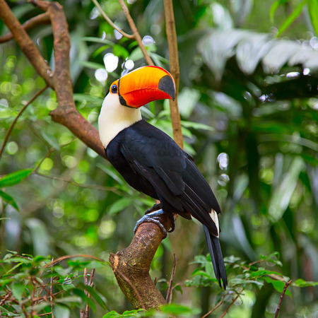 Colorful tucan in the wild