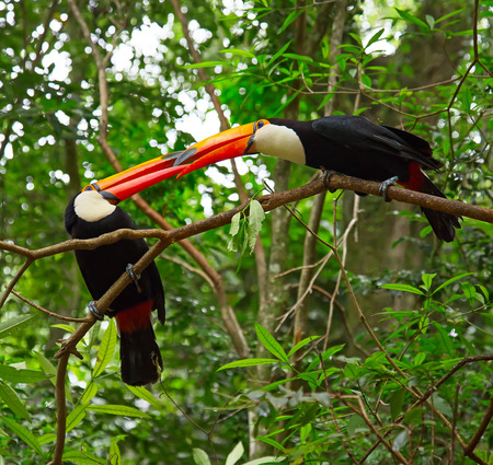 Colorful tucans in the wildの写真素材