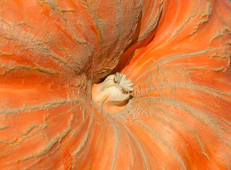 Colorful pumpkins collection on the autumn marketの写真素材