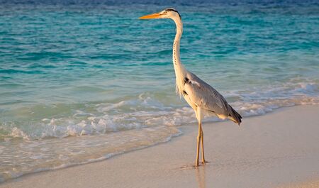 Gray heron fishing at sunset on the beachの写真素材