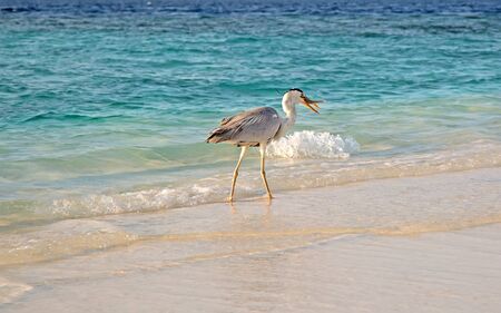Gray heron fishing at sunset on the beachの写真素材