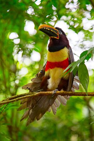 Colorful tucan in the wildの写真素材