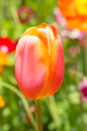 Fresh blooming tulips in the spring gardenの写真素材