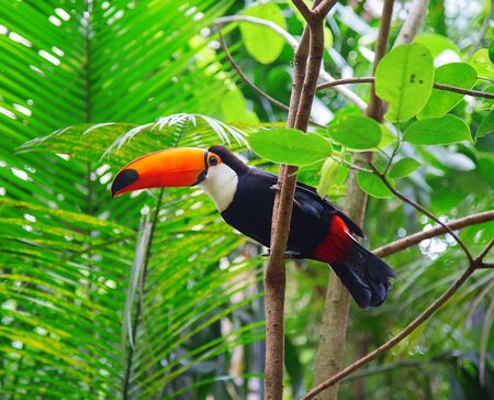 Colorful tucan in the wildの写真素材