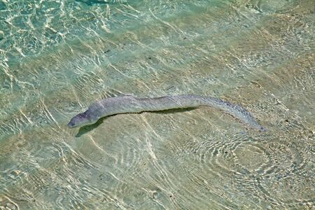 Moray eel in the shallow waterの写真素材