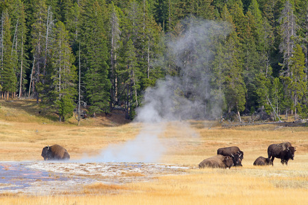 Bison in the Yellowstone national park, Wyoming, USAの写真素材