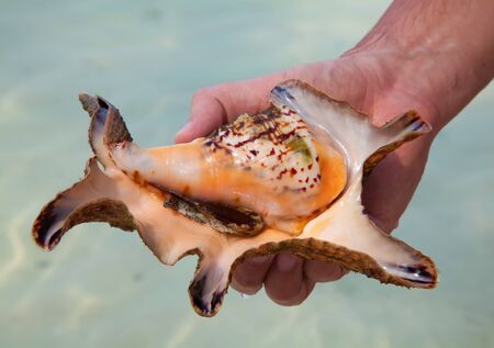 Sea shell on the shore