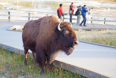 Bison in the Yellowstone national park, Wyoming, USAの写真素材