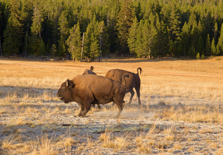Sunset in the Yellowstone national park, Wyoming, USAの写真素材