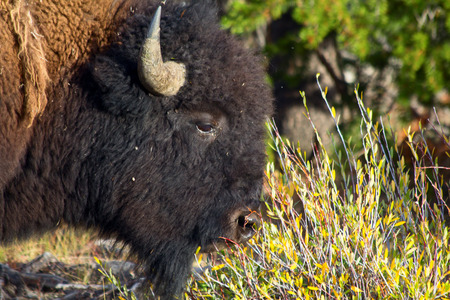 Bison in the Yellowstone national park, Wyoming, USA