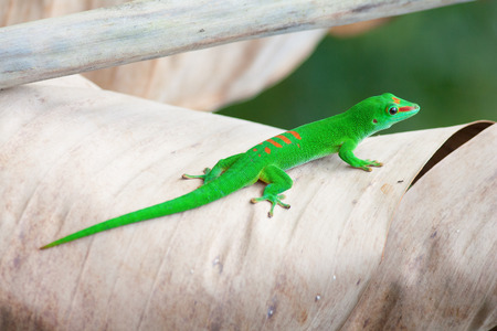 Green gecko on the palm leamの写真素材