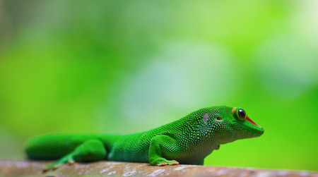 Green gecko on the roof (Zurich zoo)の写真素材