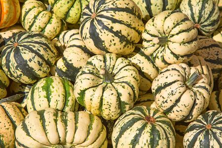 Colorful pumpkins collection on the autumn marketの写真素材