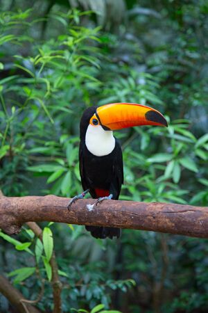 Colorful tucan in the wild