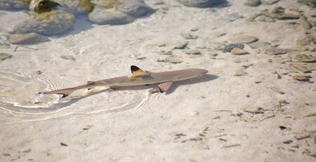 Blacktip reef shark (Carcharhinus melanopterus) in the shallow waterの写真素材