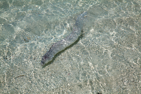 Moray eel in the shallow water