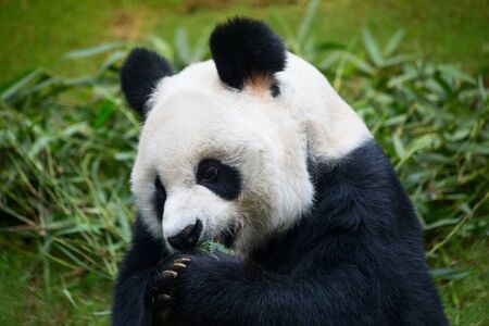 Giant panda bear eating bamboo leafsの写真素材