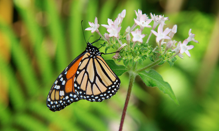 Monarch butterfly or simply monarch (Danaus plexippus) is a milkweed butterfly (subfamily Danainae)...