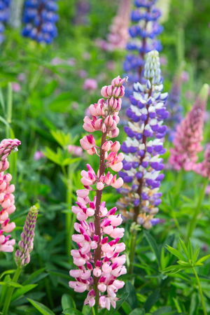 Lupine wild flowers in the swiss alpsの写真素材