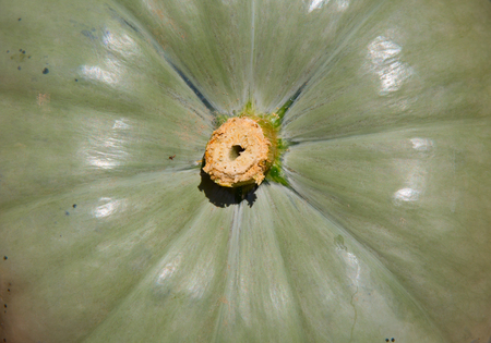 Colorful pumpkins collection on the autumn marketの写真素材