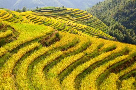 The Longsheng Rice Terraces(Dragon's Backbone) also known as Longji Rice Terraces are located in Longsheng County, about 100 kilometres (62 mi) from Guilin, Guangxi, Chinaの写真素材