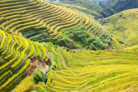 The Longsheng Rice Terraces(Dragon's Backbone) also known as Longji Rice Terraces are located in...