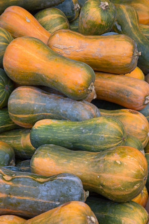Colorful pumpkins collection on the autumn marketの写真素材