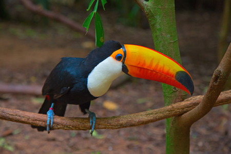 Colorful tucan in the wild