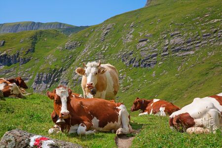 Swiss cow in the alpsの写真素材