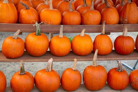 Colorful pumpkins collection on the autumn marketの写真素材
