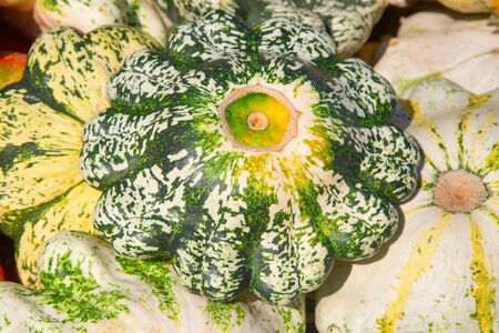 Colorful pumpkins collection on the autumn marketの写真素材