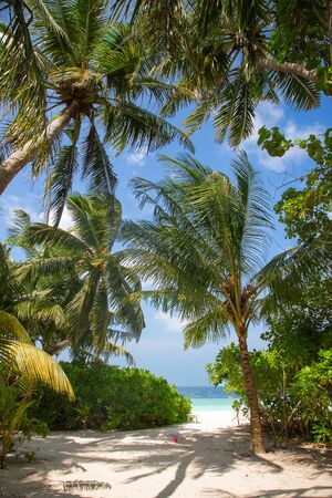 Small island in the Maldives covered by palms and surrounded by turquoise blue waters with with beautiful corals and animals, perfect escape from the cold winterの写真素材