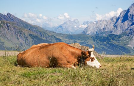 Swiss cow in the alpsの写真素材