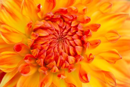 Colorful dahlia flower with morning dew dropsの写真素材