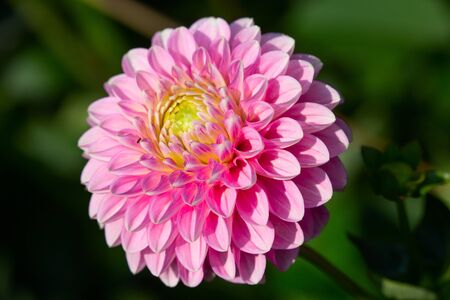 Colorful dahlia flower with morning dew dropsの写真素材